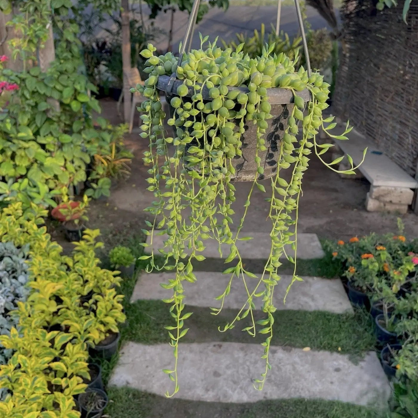 String of Pearls - مسبحة - Green Mist