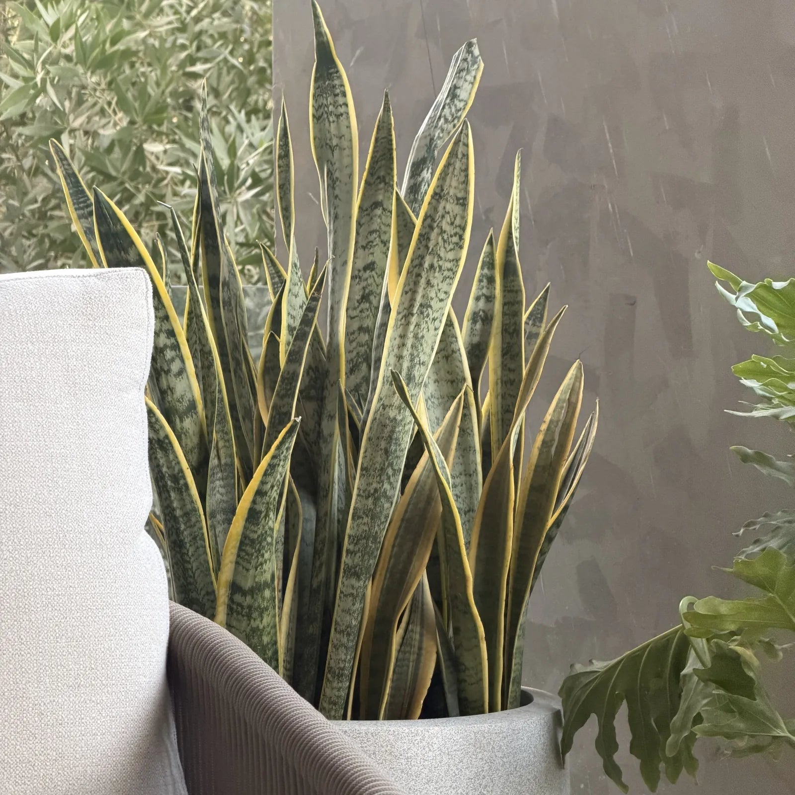 Air Purifying Indoor Plants - Green Mist