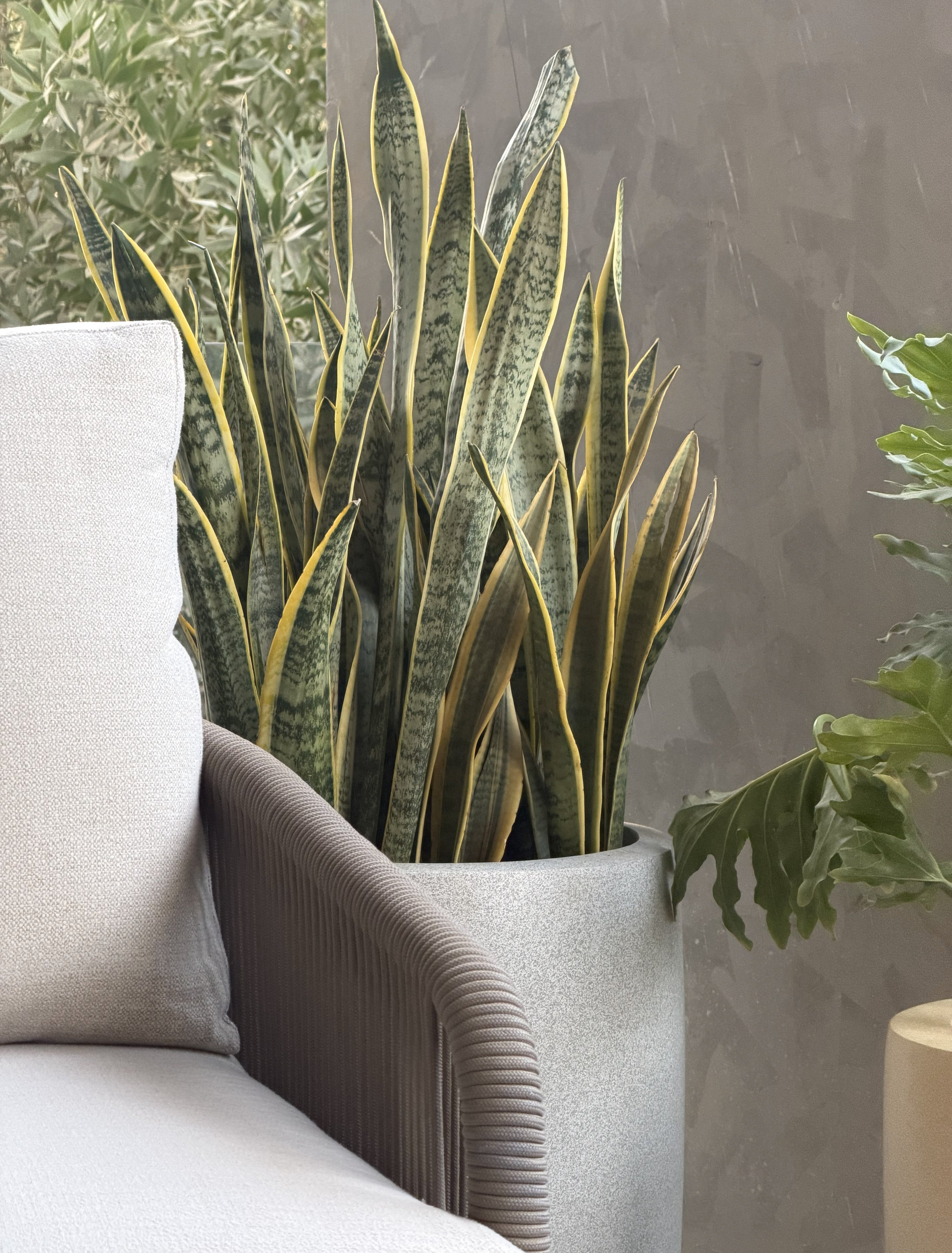 Air Purifying Indoor Plants - Green Mist