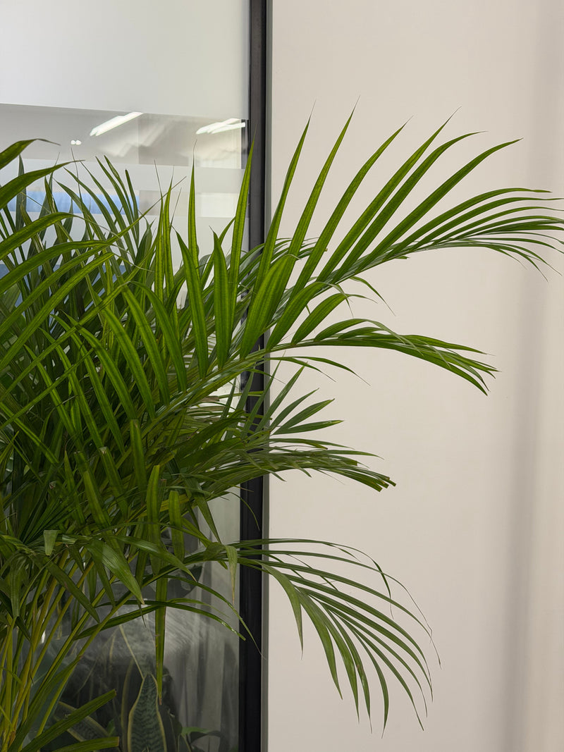 All Indoor Plants - Green Mist