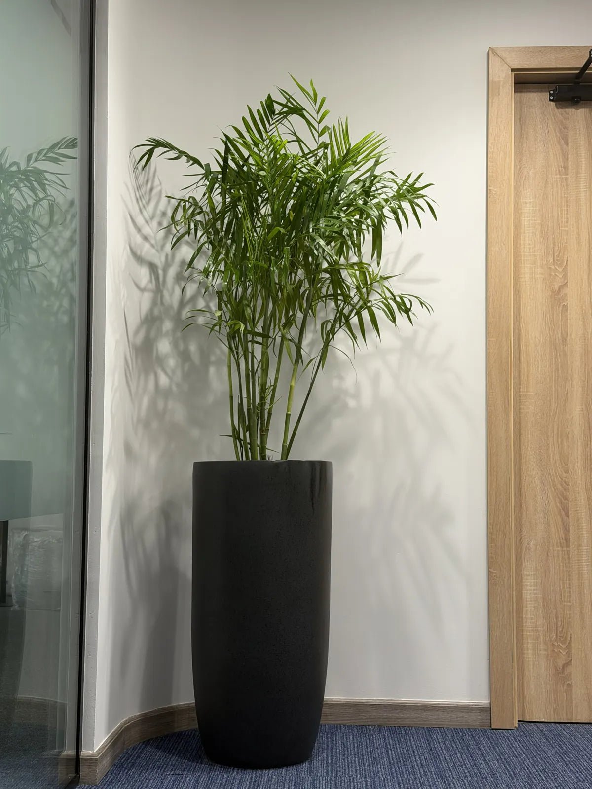 Best Selling Indoor Plants - Green Mist