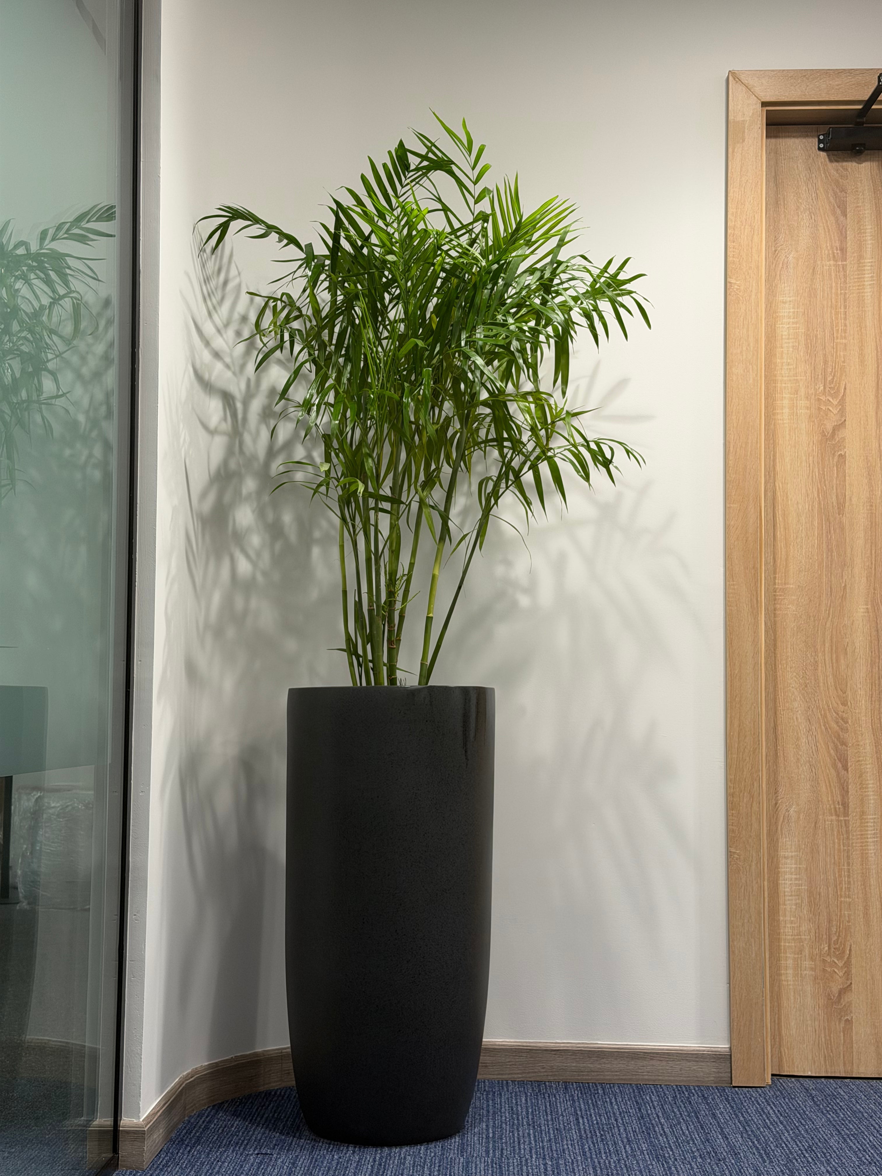 Best Selling Indoor Plants - Green Mist