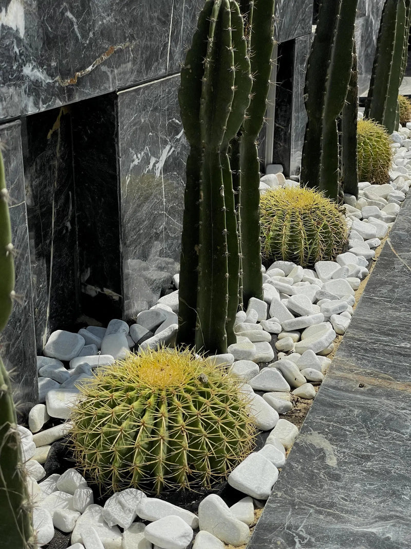 Cacti & Succulents - Green Mist