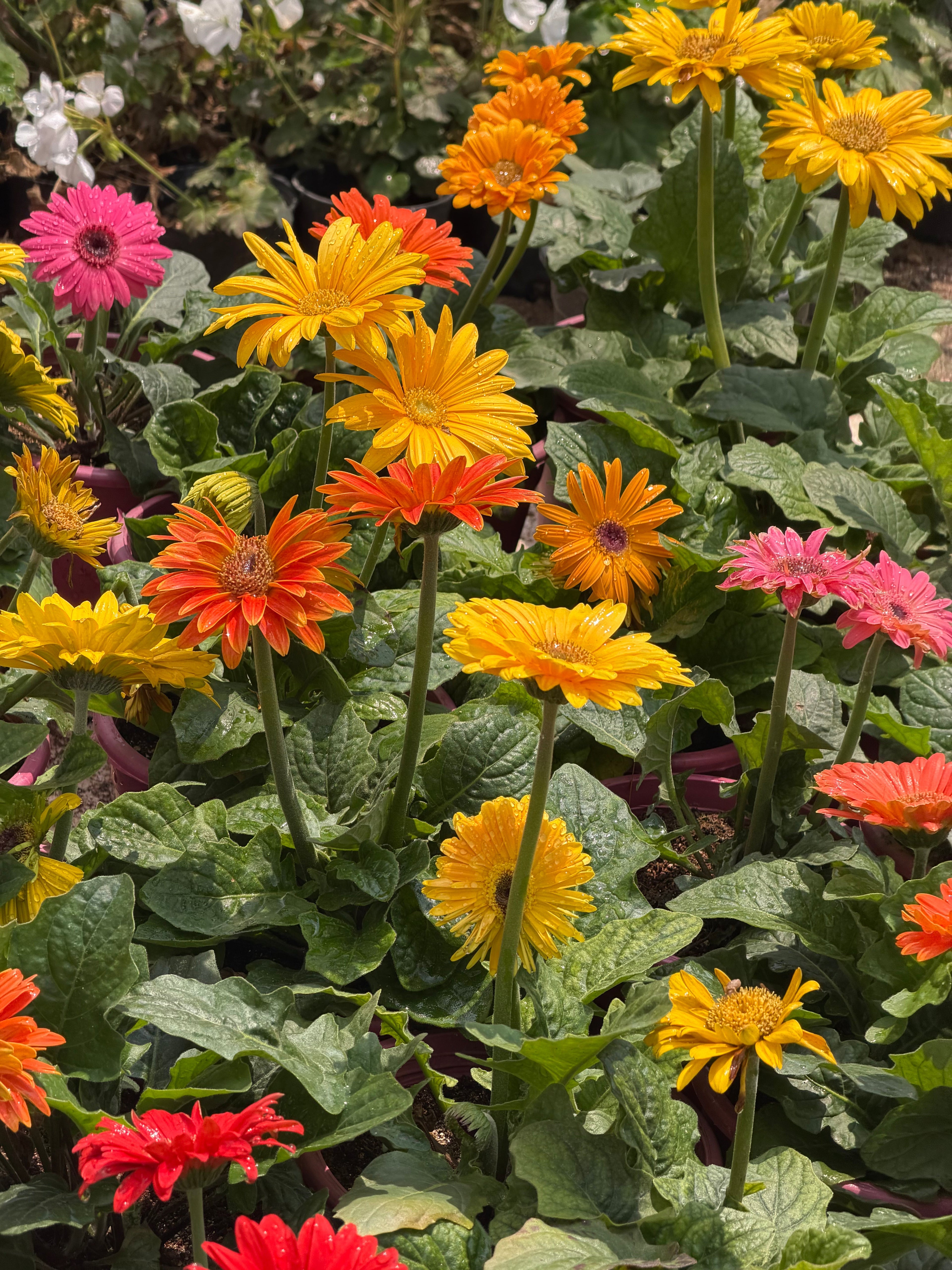 Flowering Plants - Green Mist