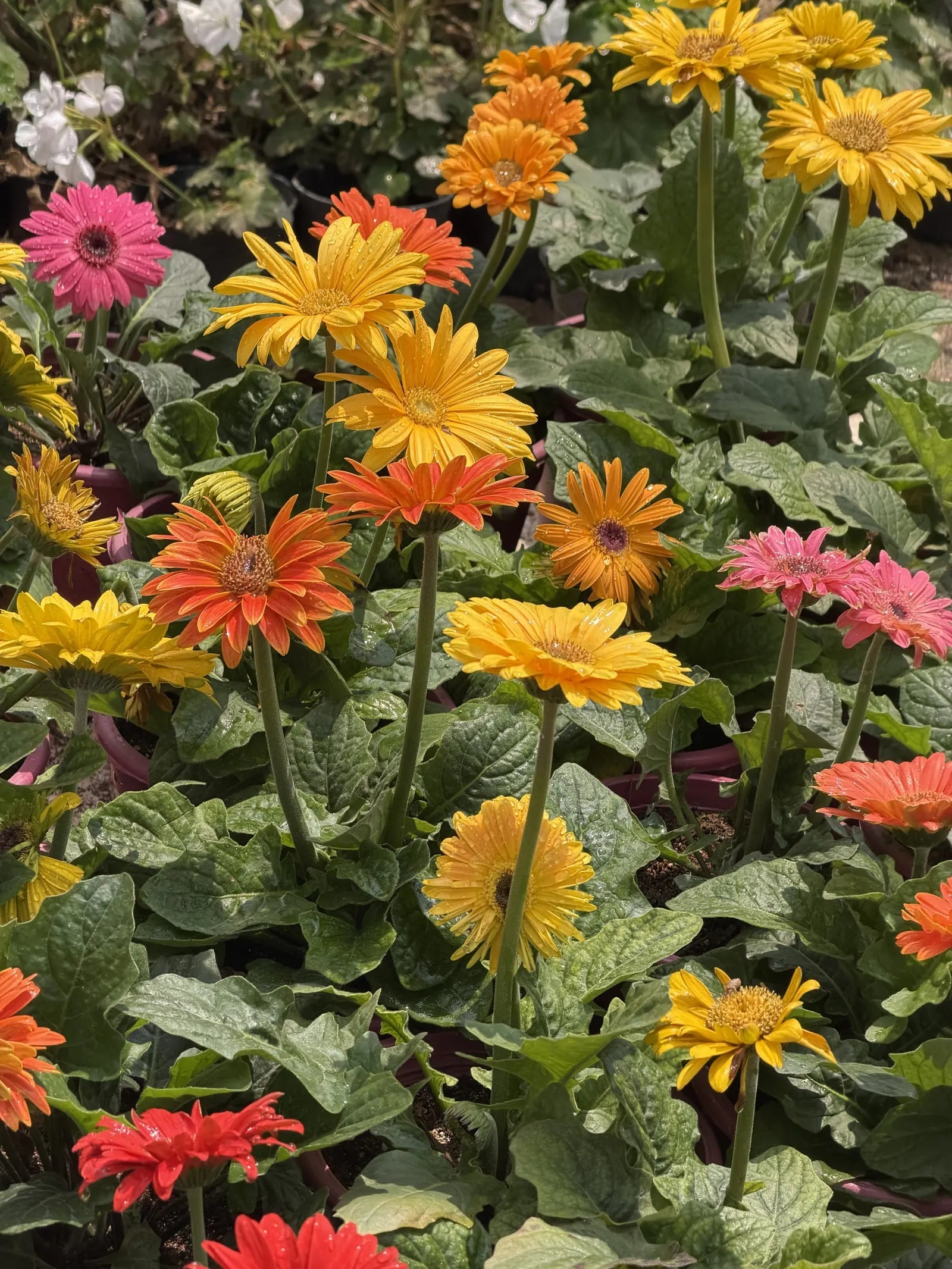 Flowering Plants - Green Mist