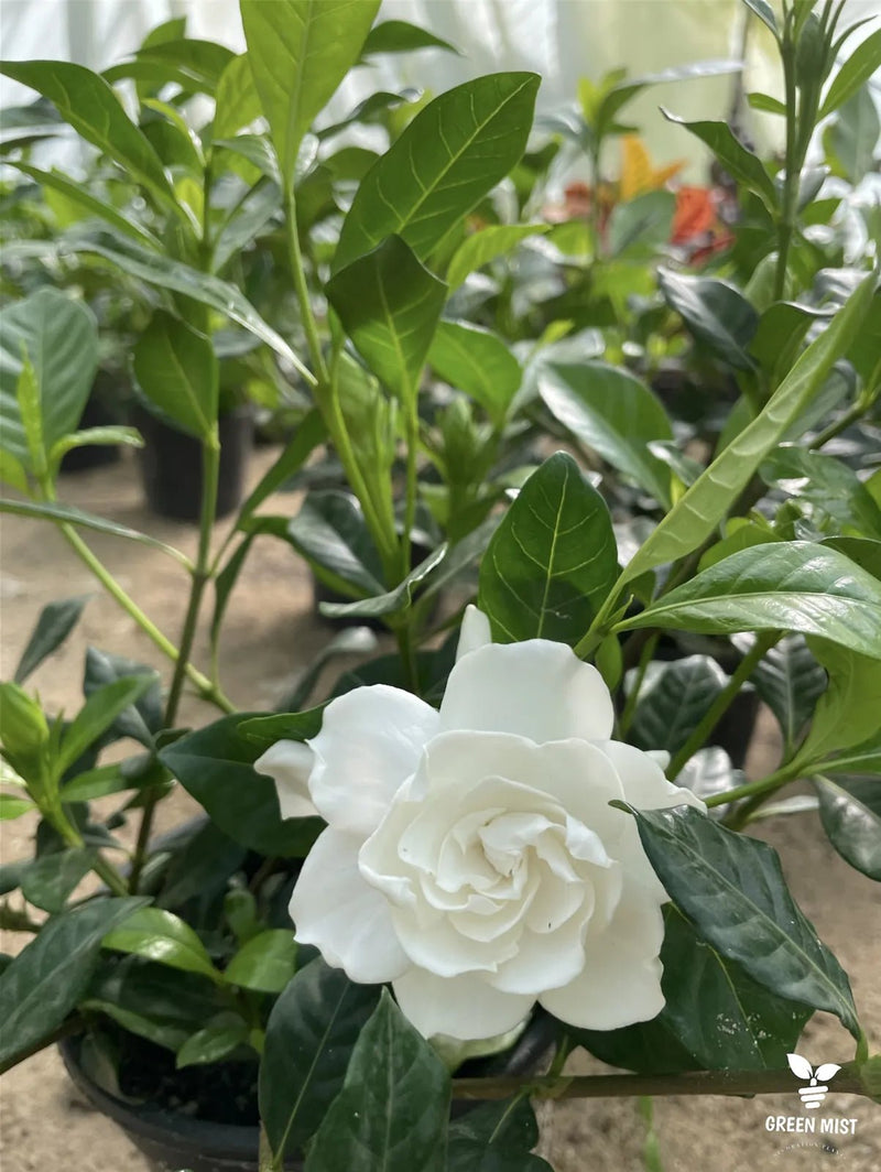 Fragrant Plants - Green Mist