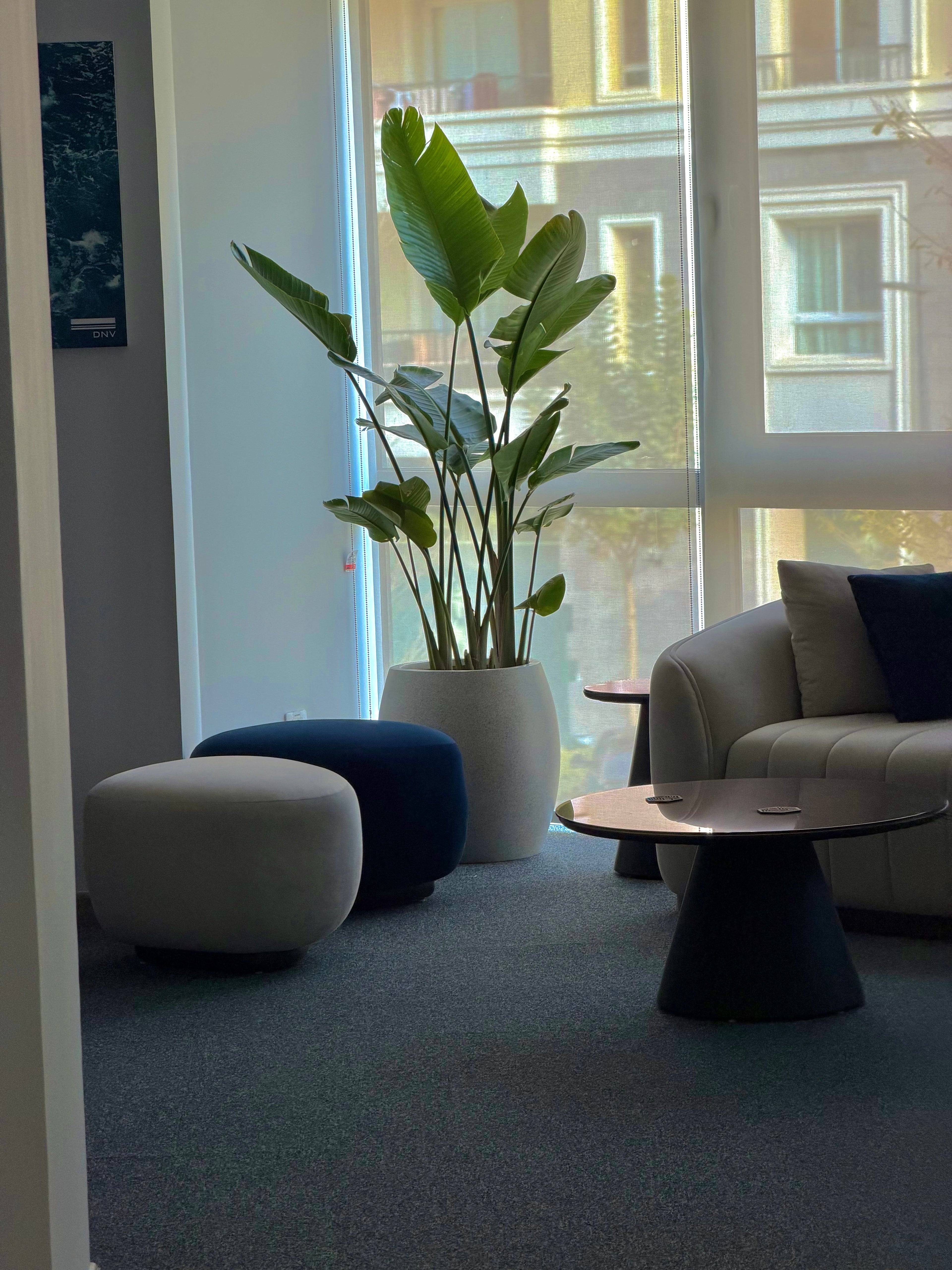 Large Indoor Plants - Green Mist
