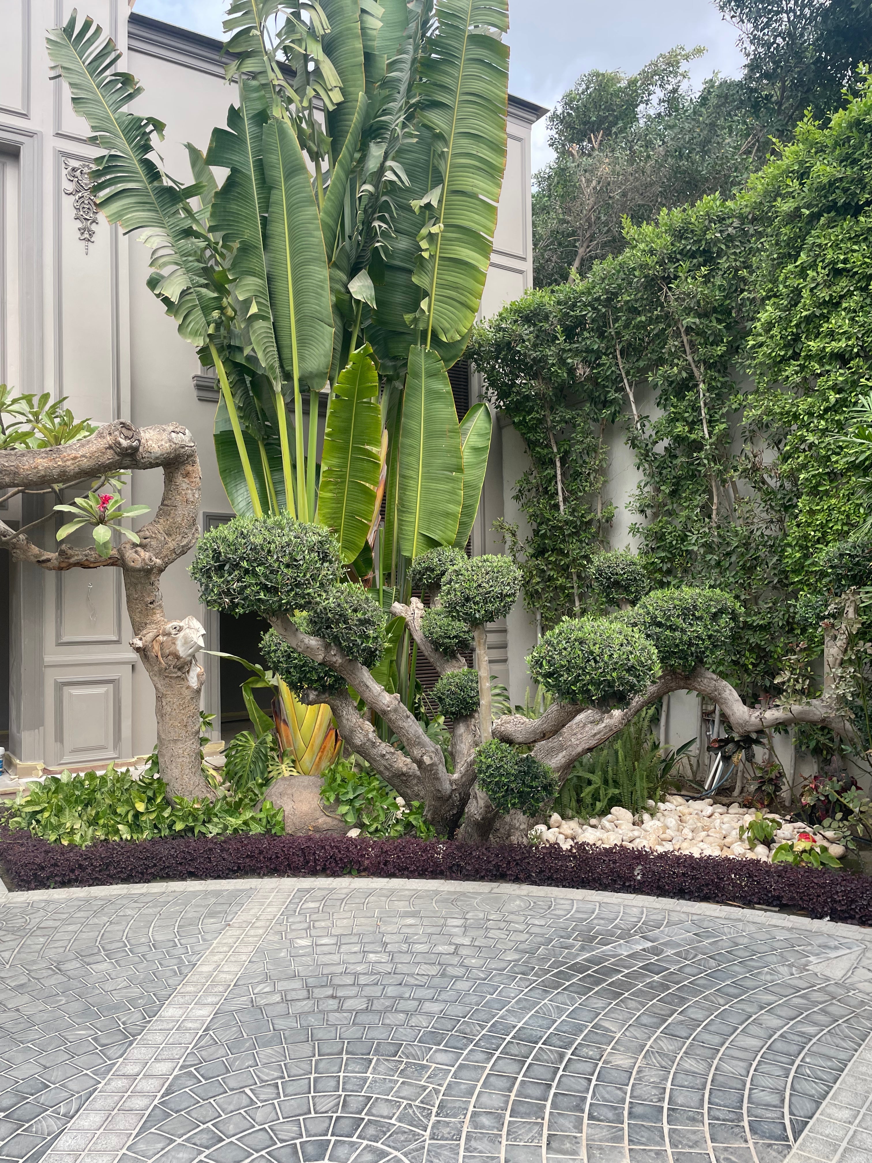 Luxury Landscape Plants - Green Mist