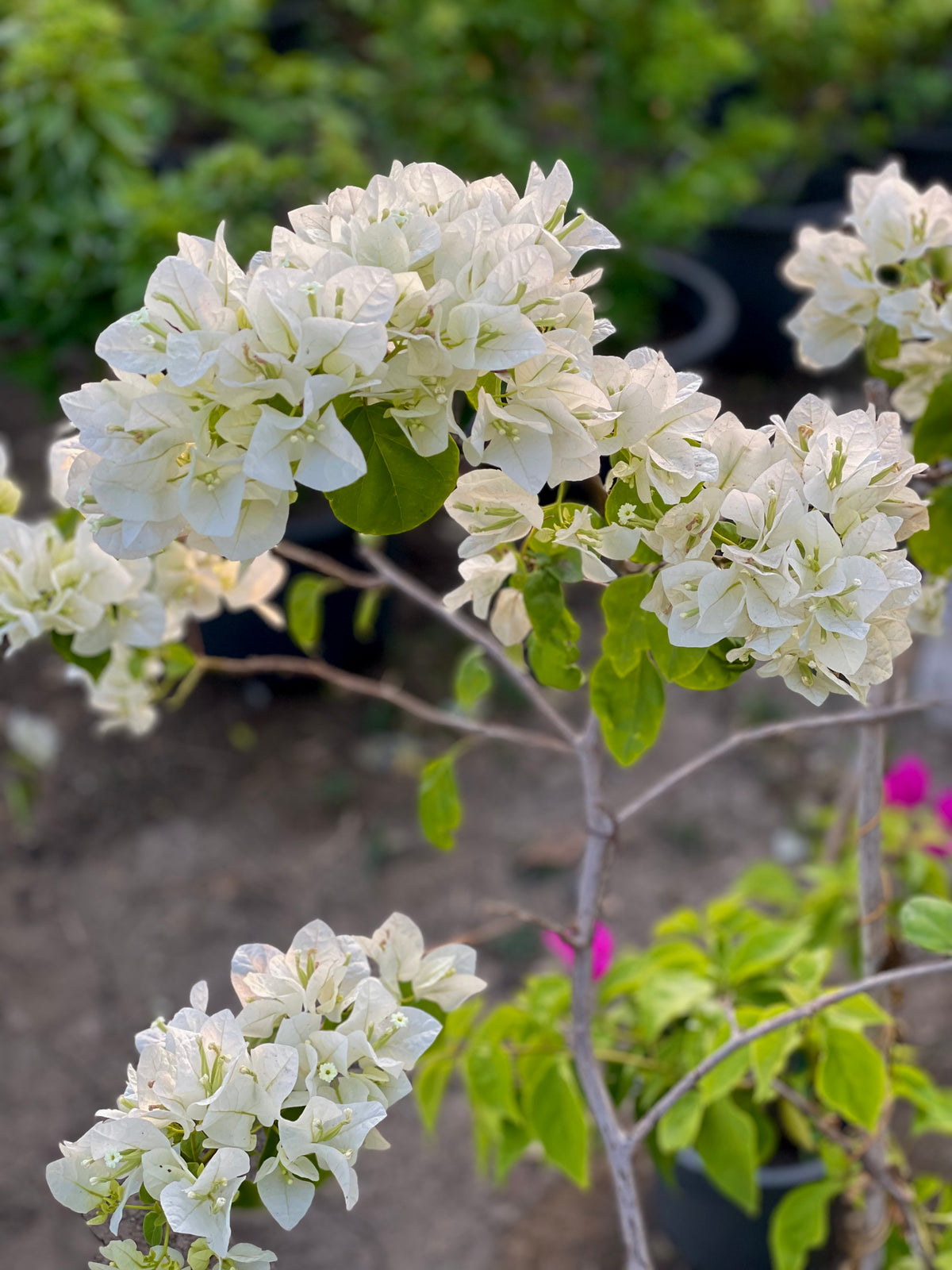 نباتات خارجية