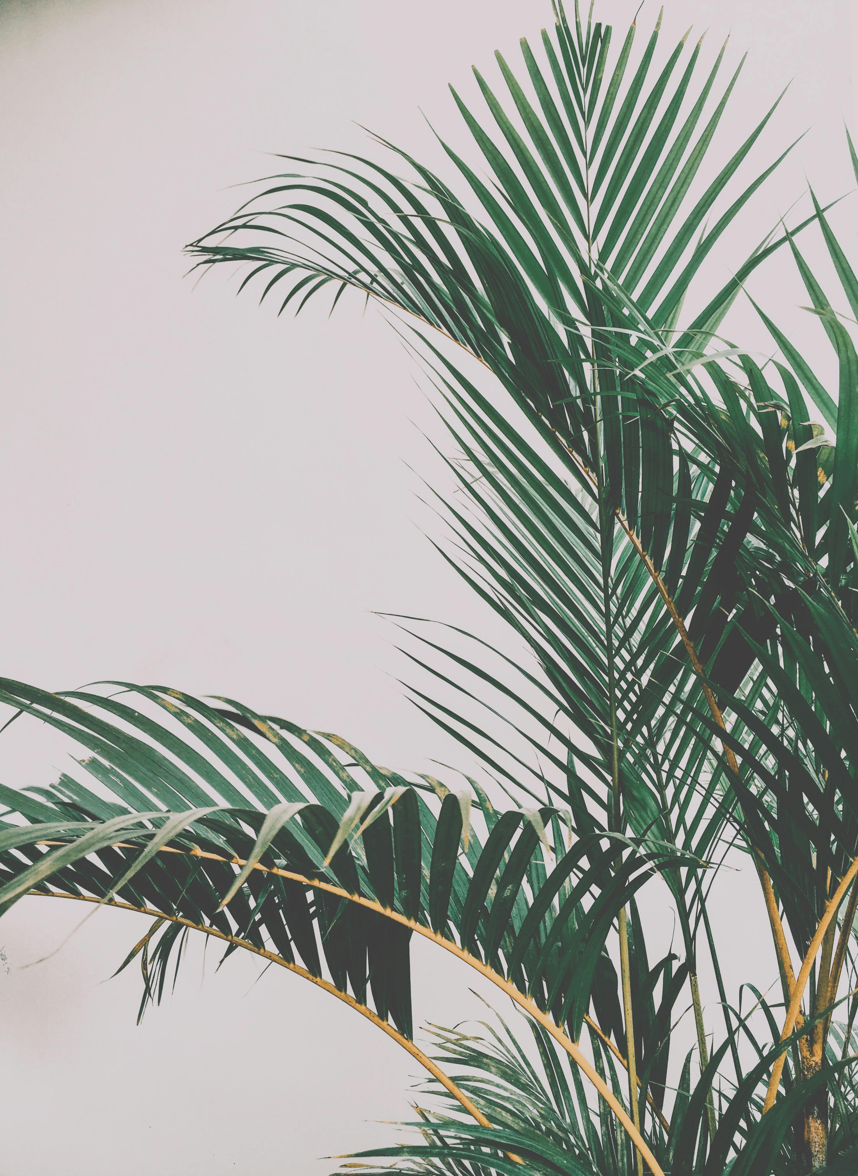 نباتات ظل - Green Mist