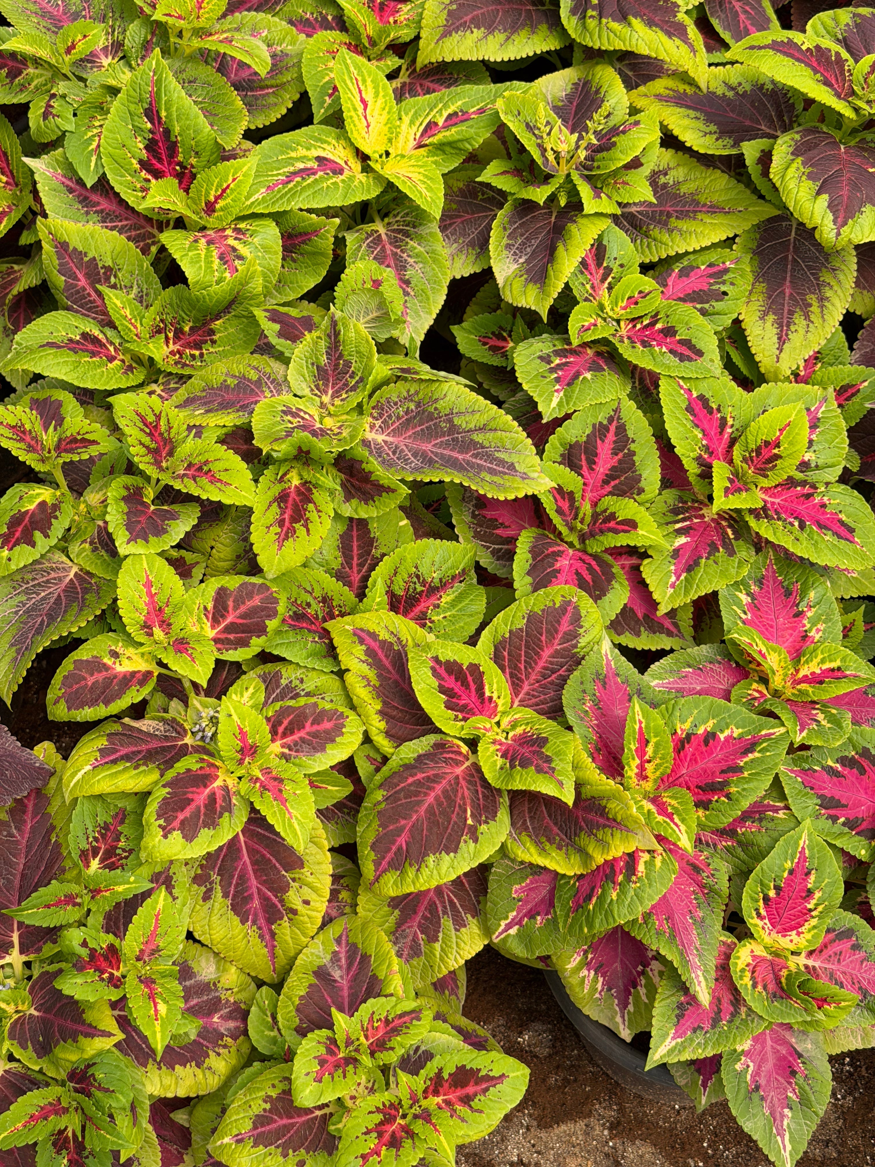 Non-Sunny Balcony Plants - Green Mist