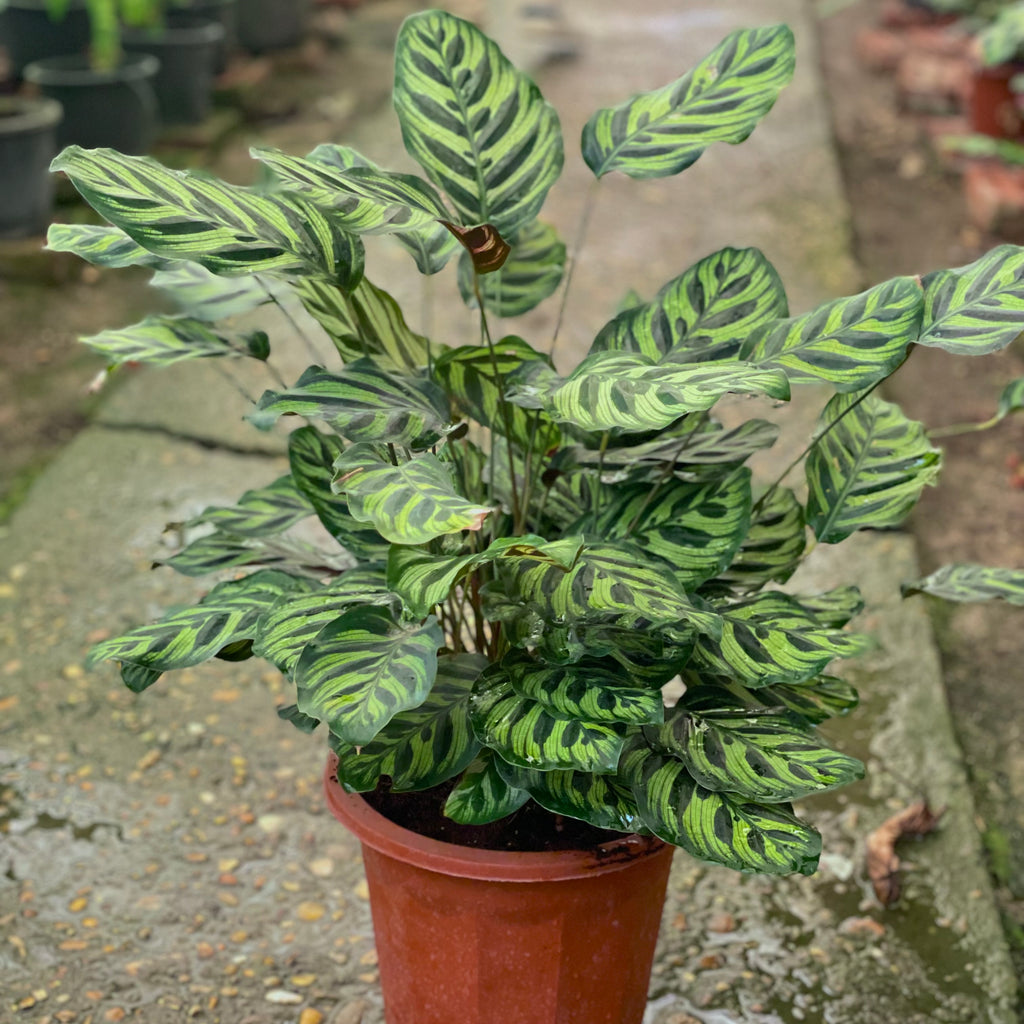 Calathea Stromata