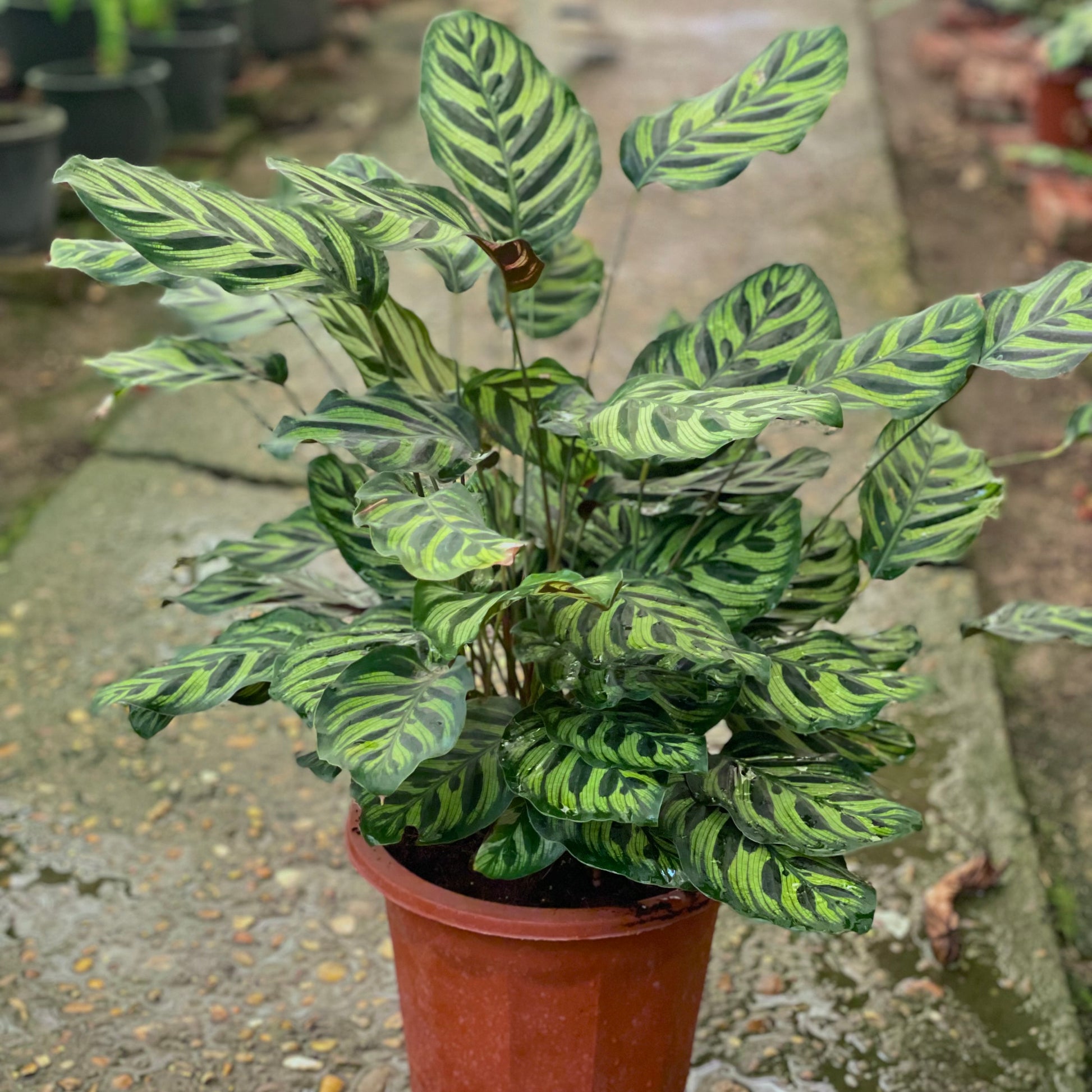 Calathea Stromata