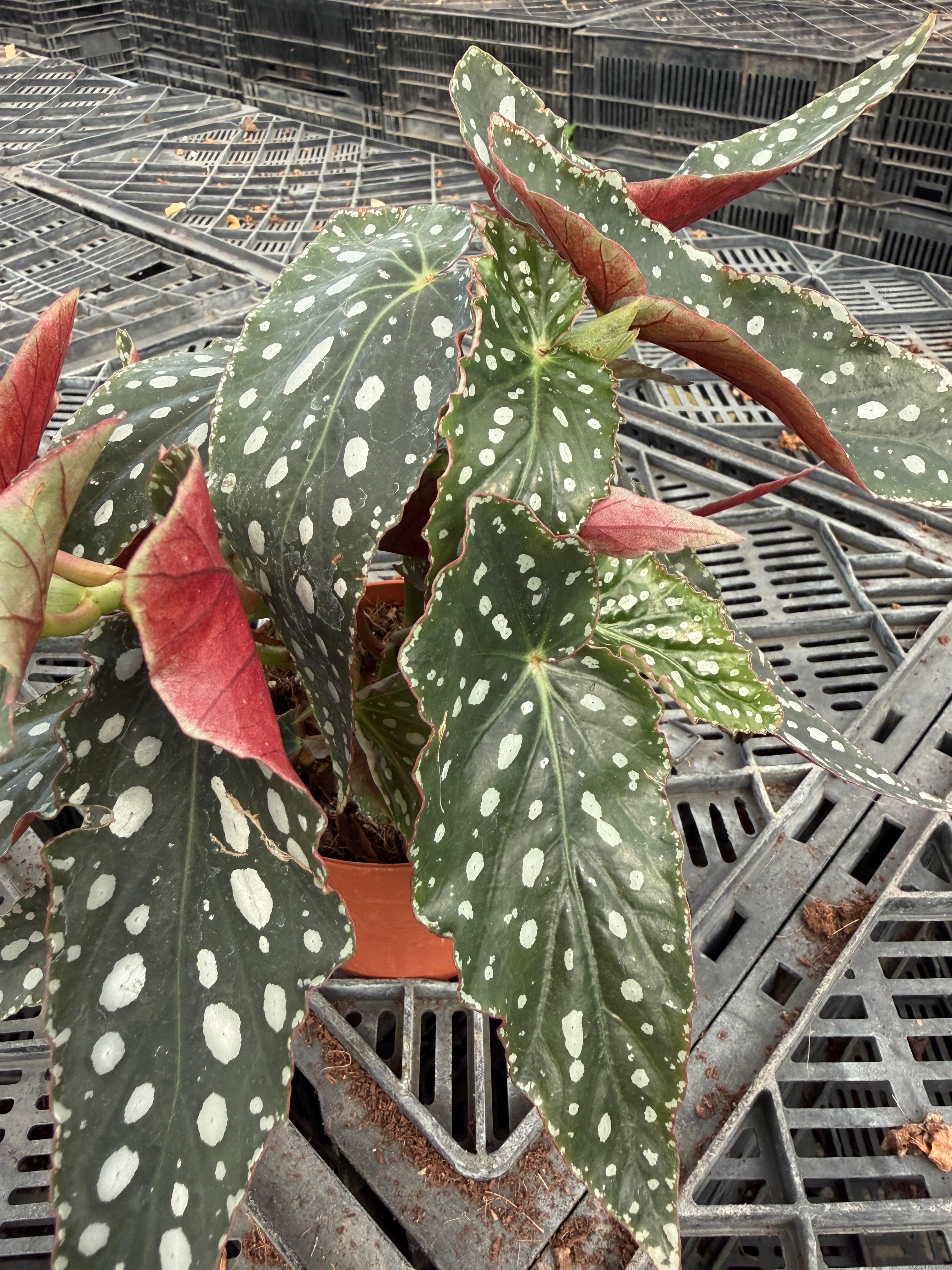 Begonia Maculata - بيجونيا ماكيولاتا