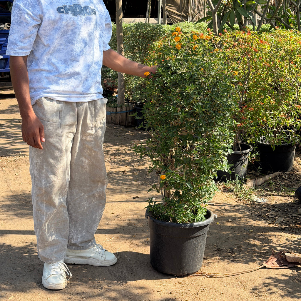 Lantana