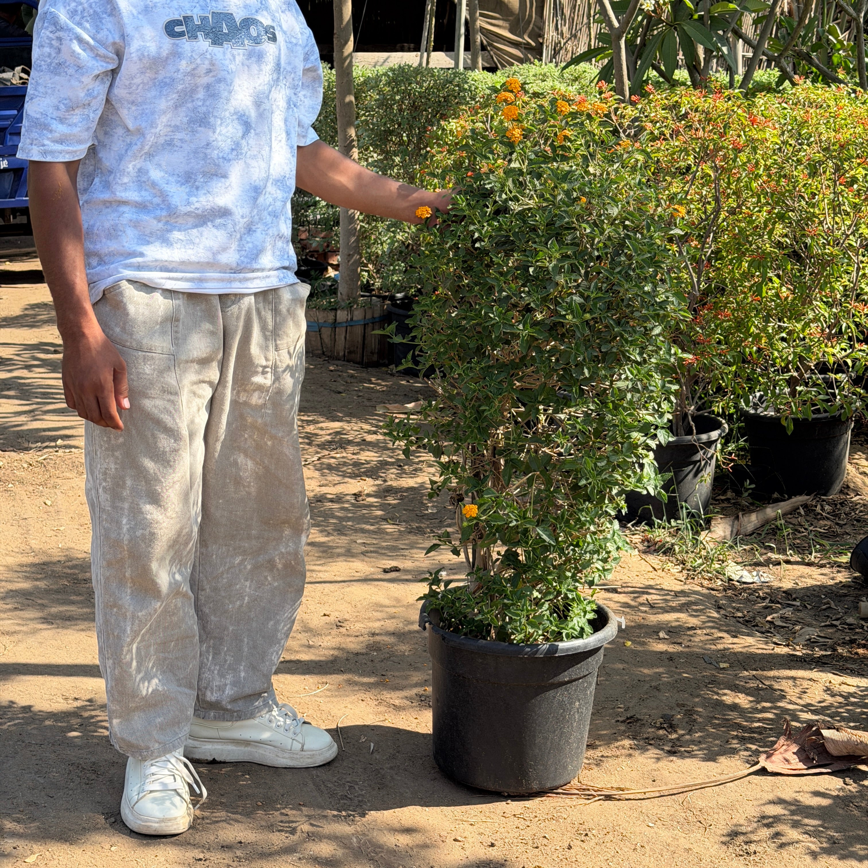 Lantana