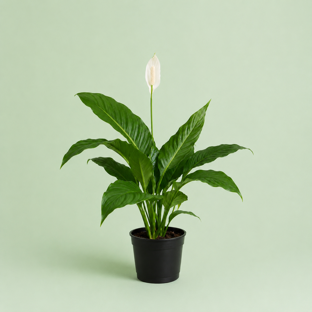 Peace lily - بيس ليلي