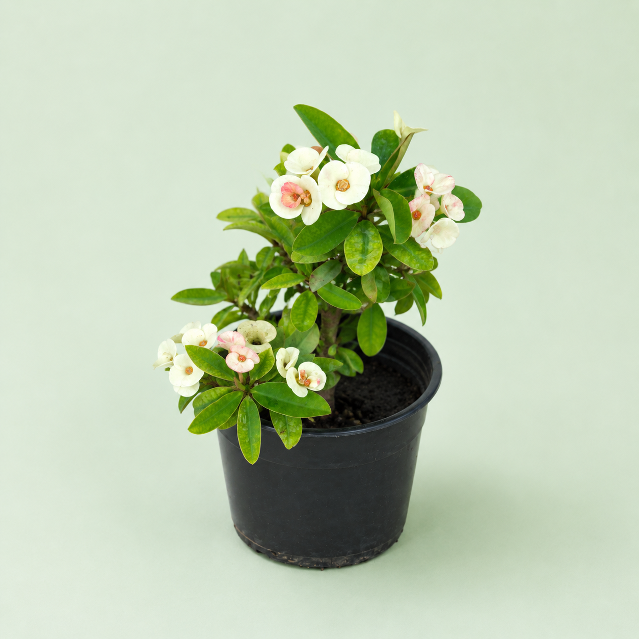 Euphorbia - ايفوربيا تايلاندي