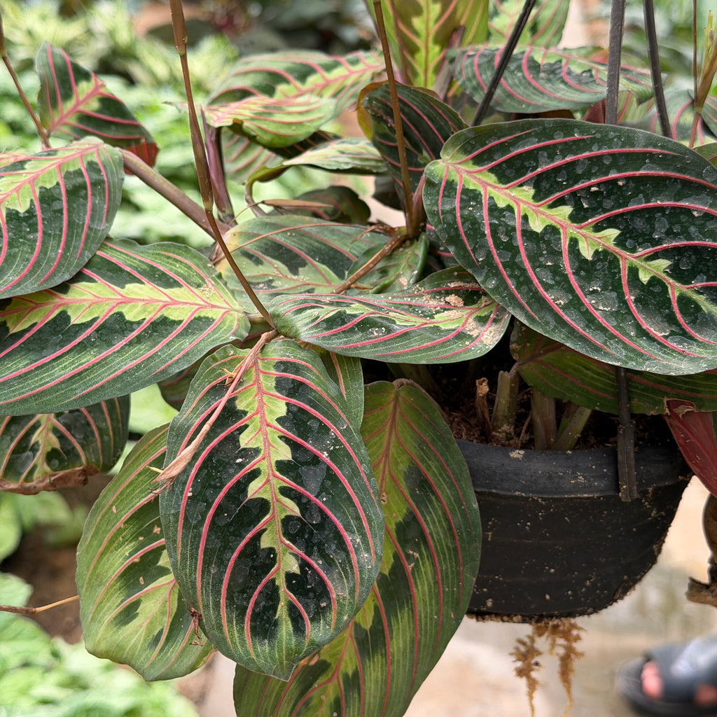 Maranta - مارانتا