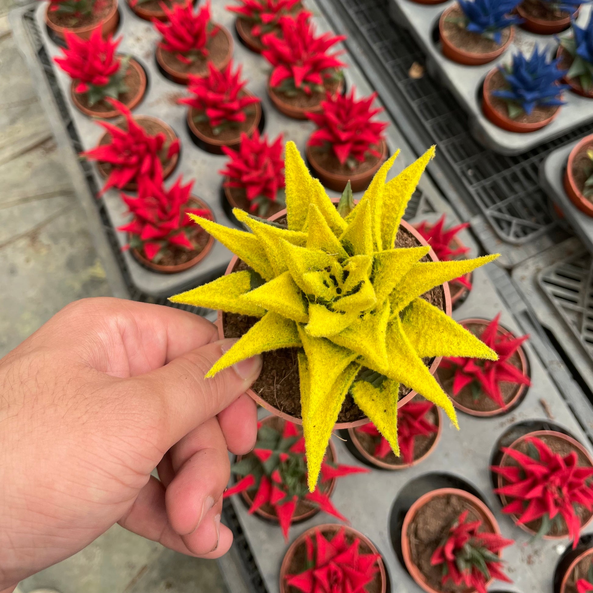 Colored Haworthia - هوارثيا ملونة