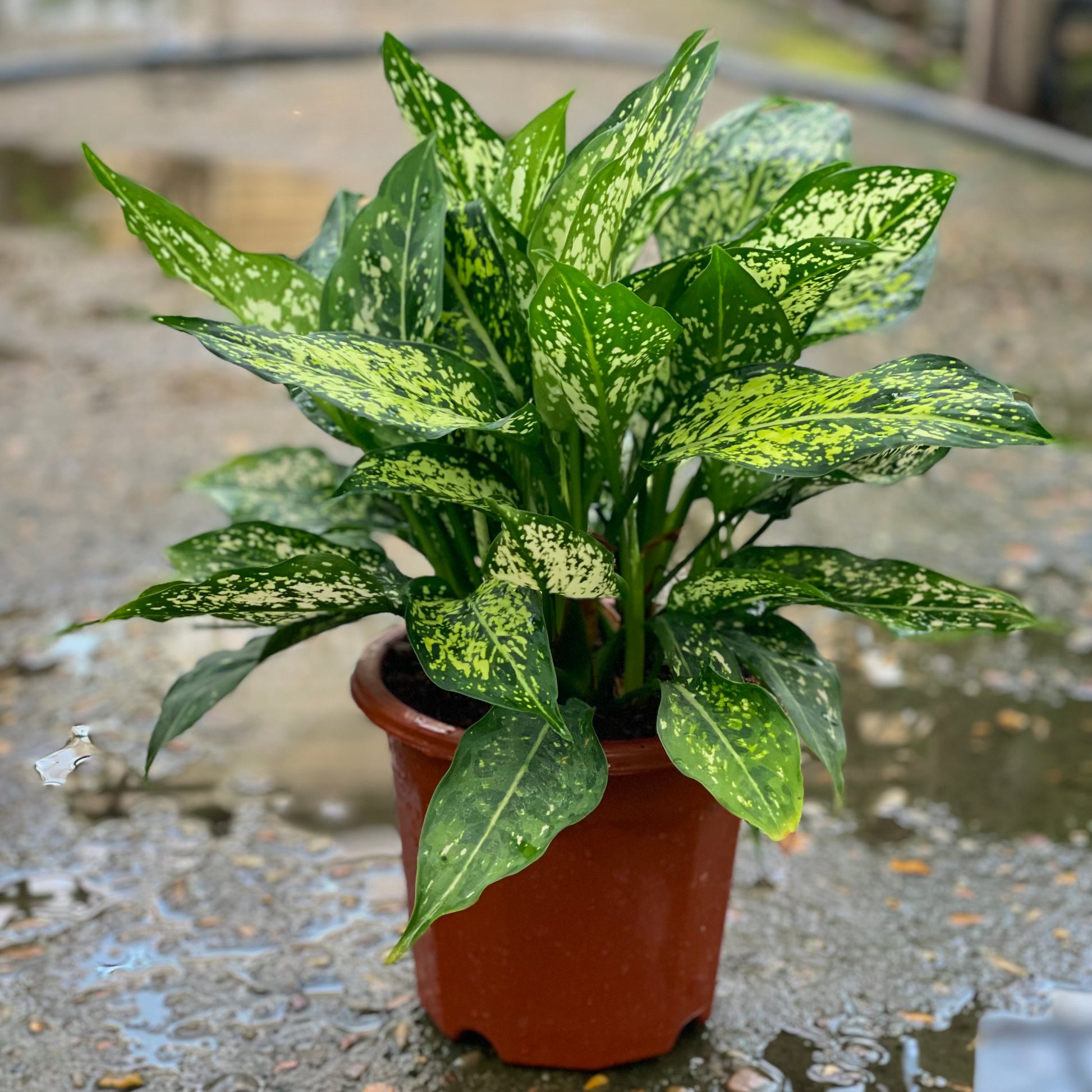Aglaonema white - اجلونيما بيضاء