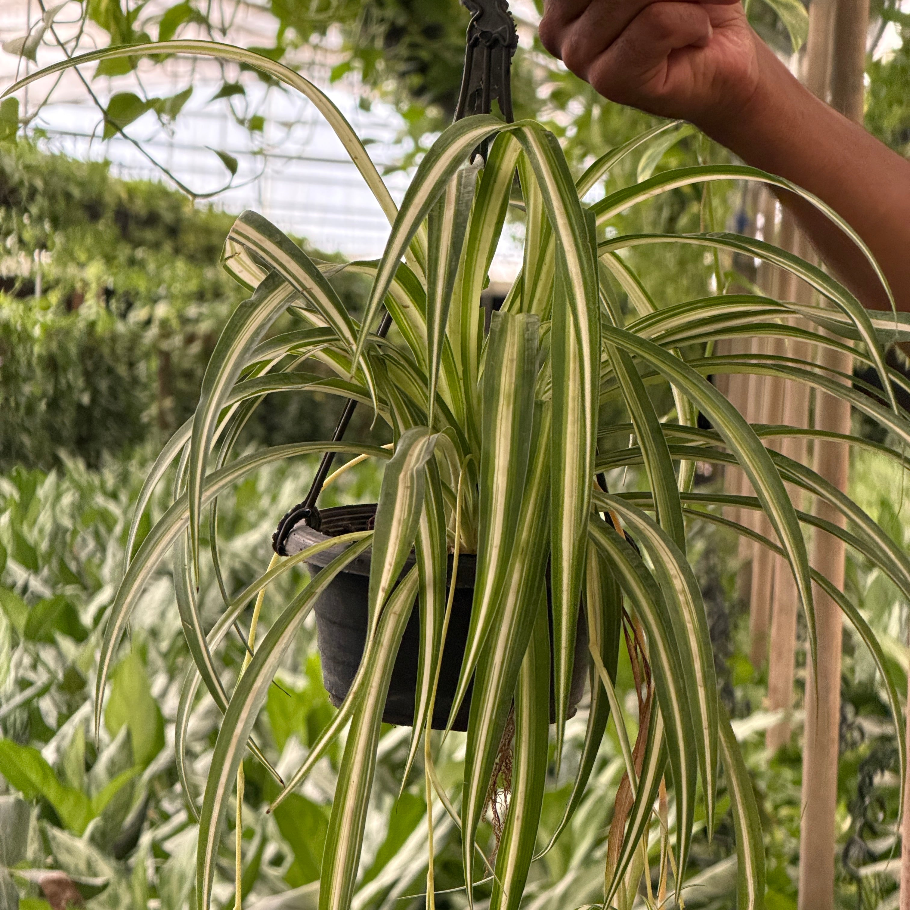 Spider Plant - سبايدر