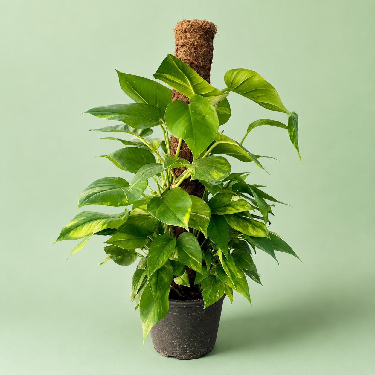 Pothos Jumbo - بوتس جامبو