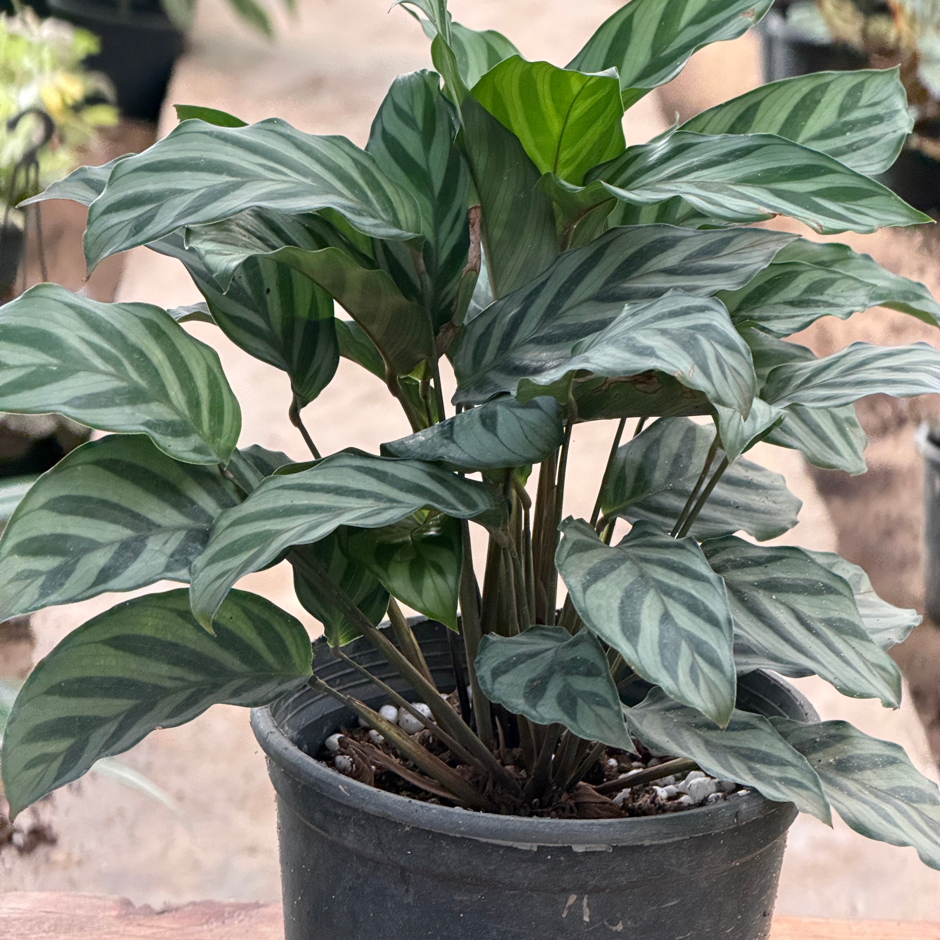 Calathea Grey Star - كلاثيا