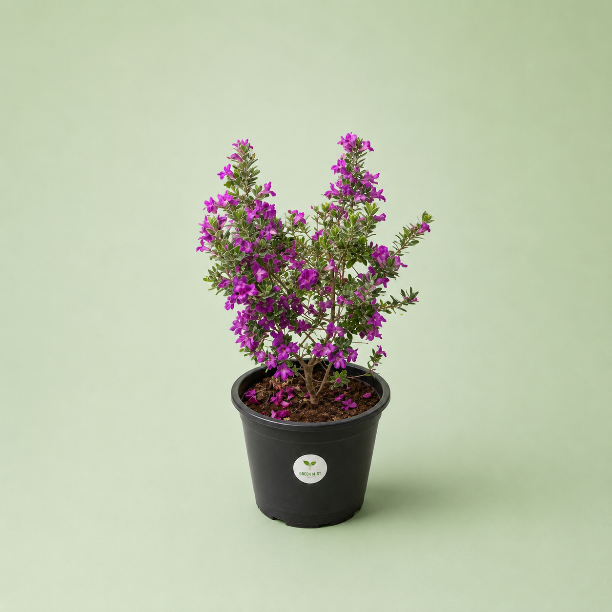 Leucophyllum - لكافيليام