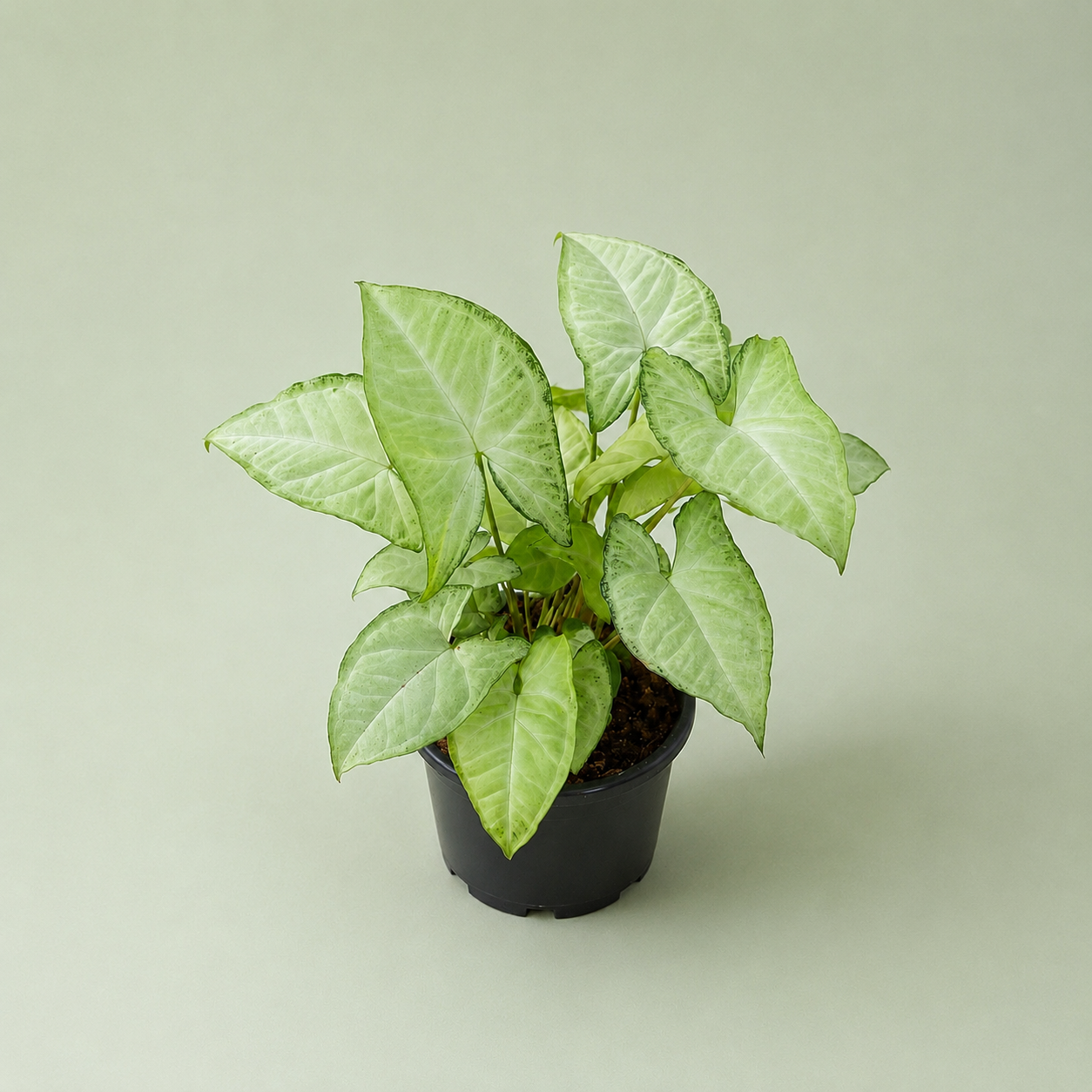 Syngonium - سنجونيوم