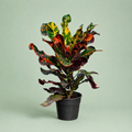 Croton mummy - كروتون مامي