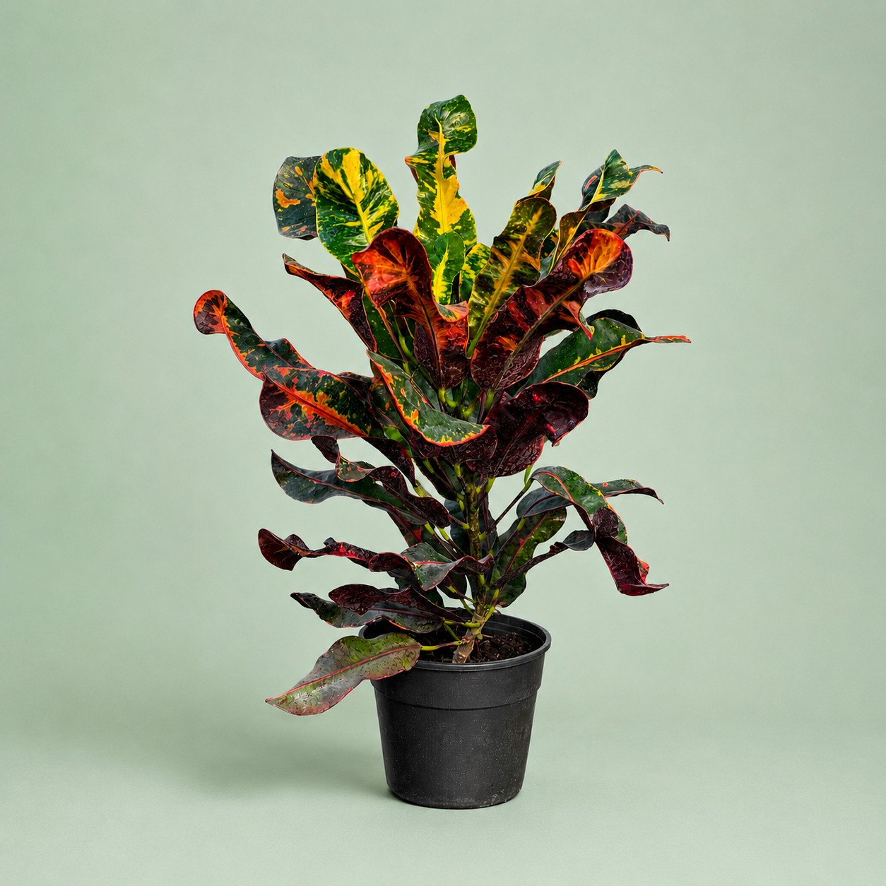 Croton mummy - كروتون مامي