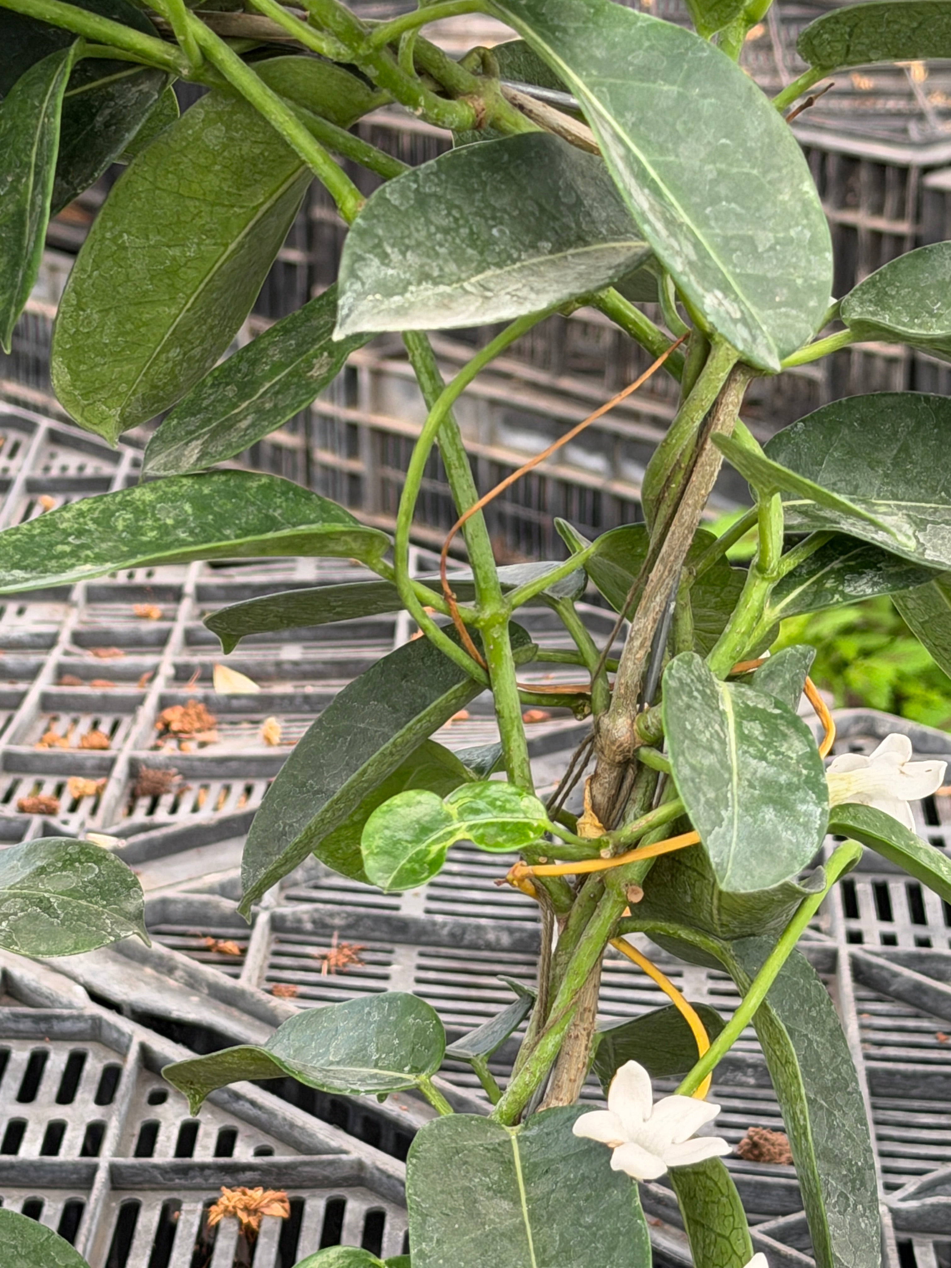 Star Jasmine Hoop - ياسمين نجمي