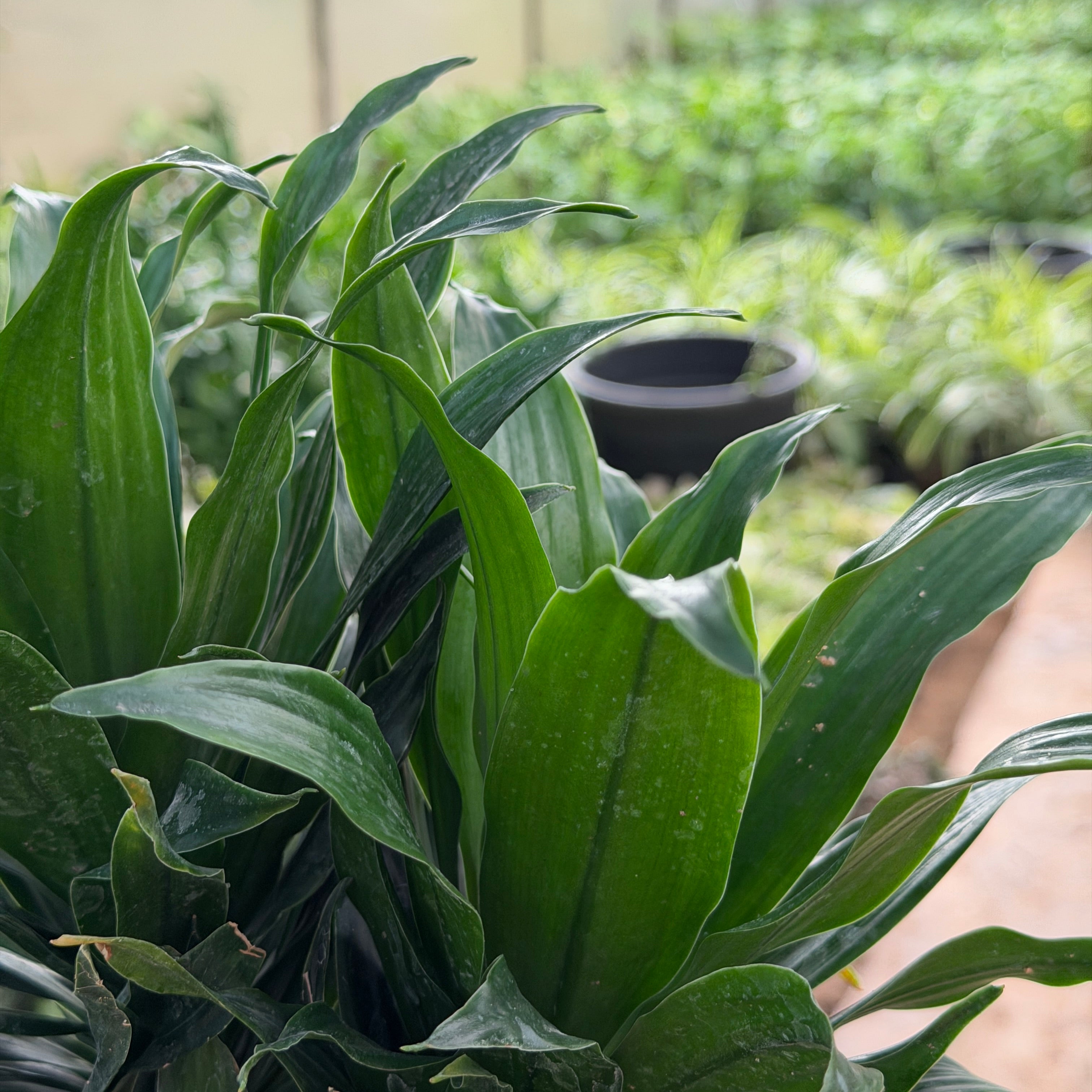 Dracaena Compacta - دراسينا