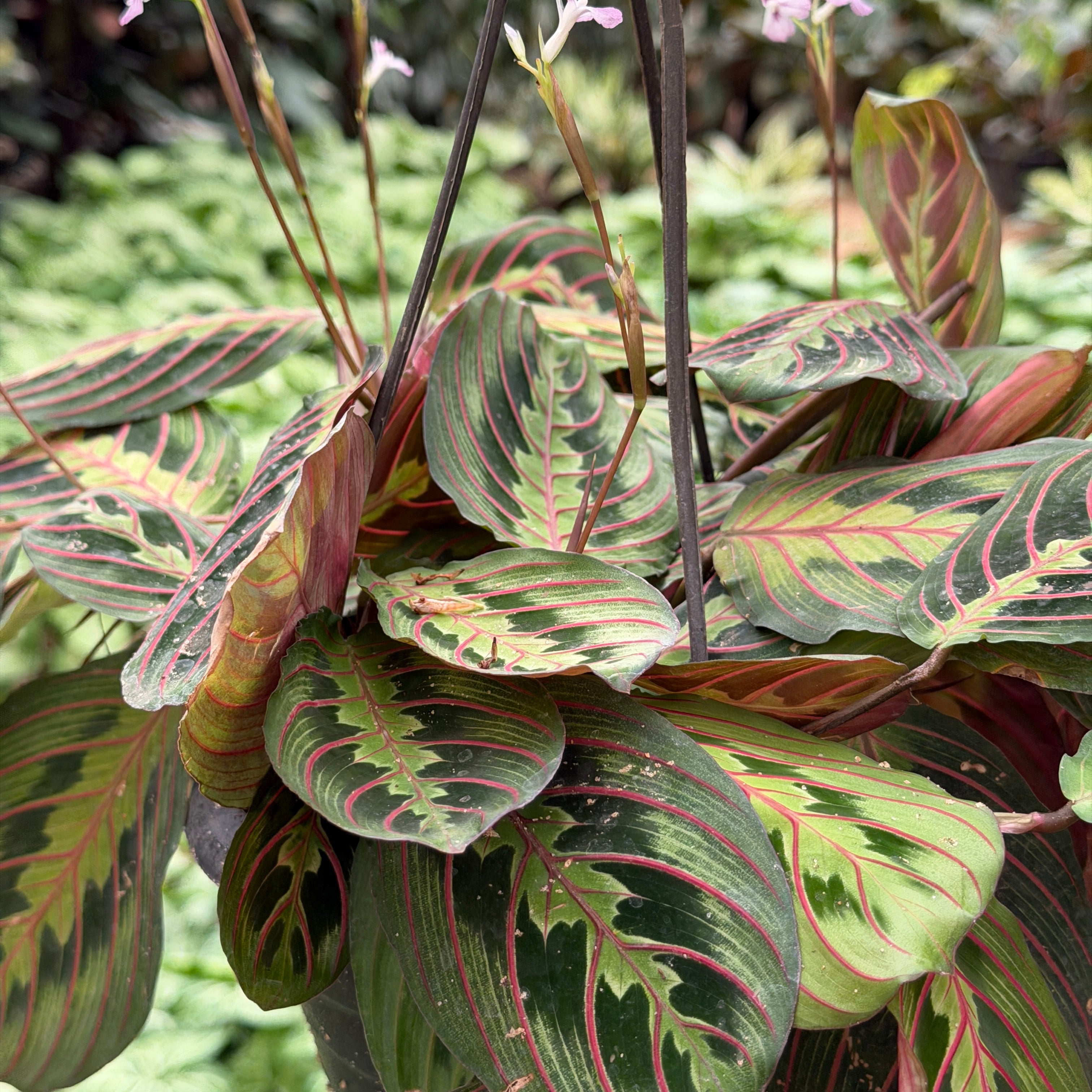 Maranta - مارانتا