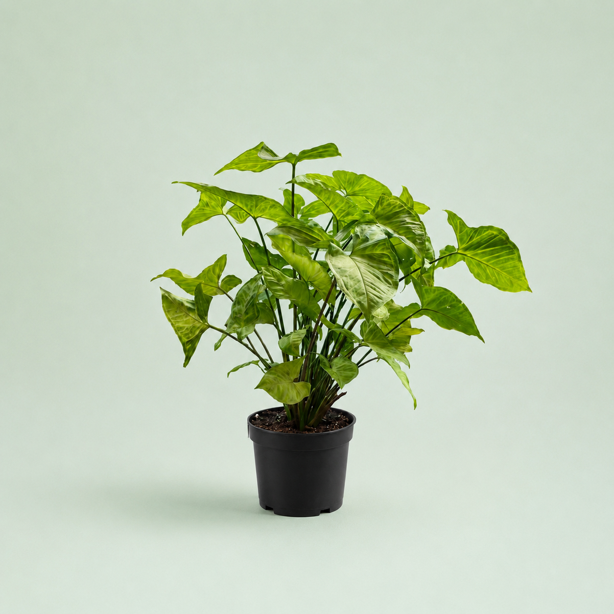 Syngonium - سنجونيوم
