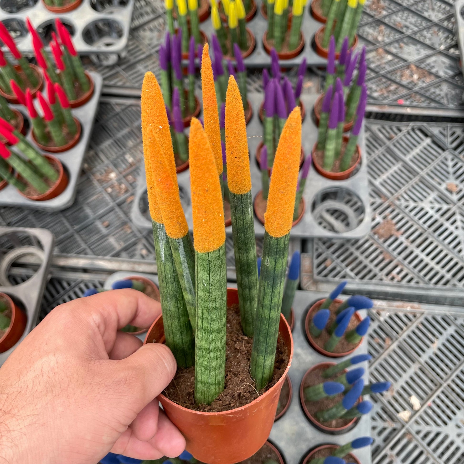 Colored Sansevieria - سانسفيريا ملونة