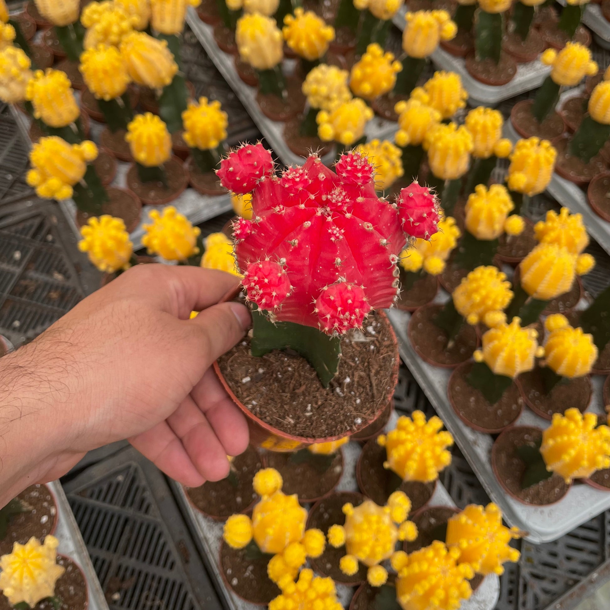 Moon Cactus - صبار مطعوم