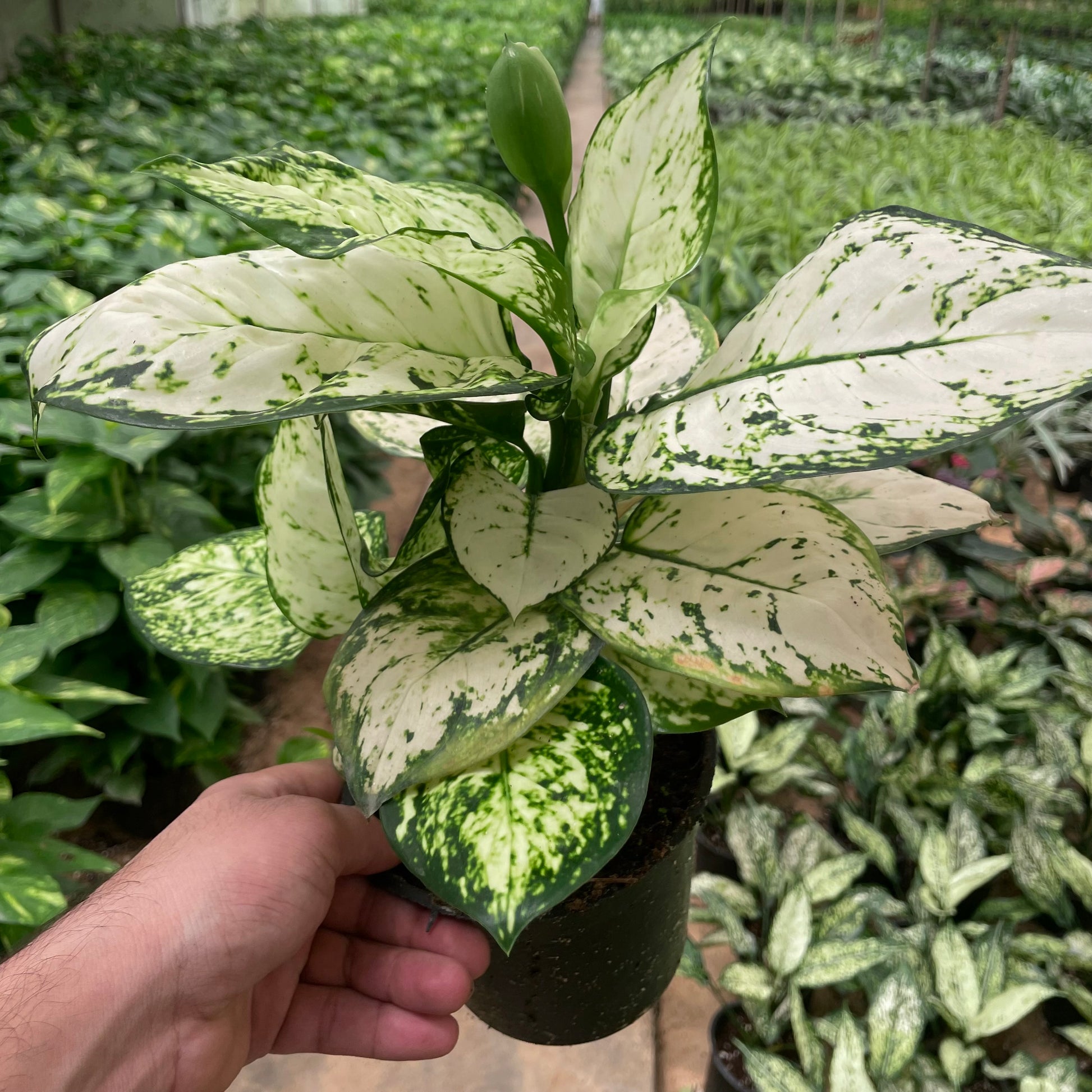 Aglaonema Super White - اجلونيما بيضاء