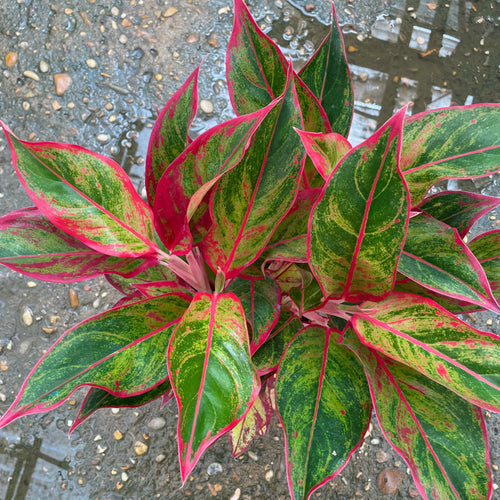 Aglaonema lipstick- اجلونيما احمر