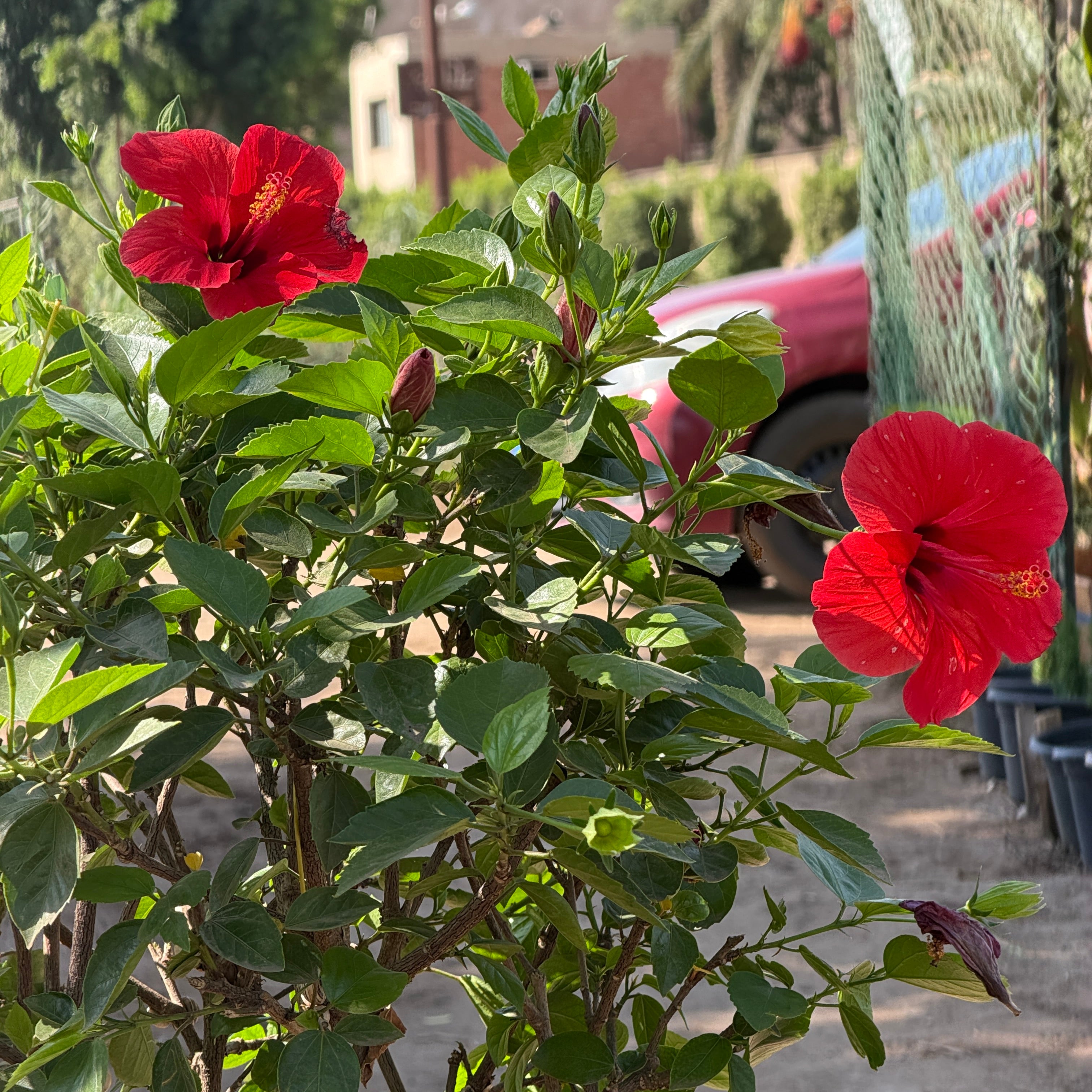 Hibiscus - هايبسكس شمسية