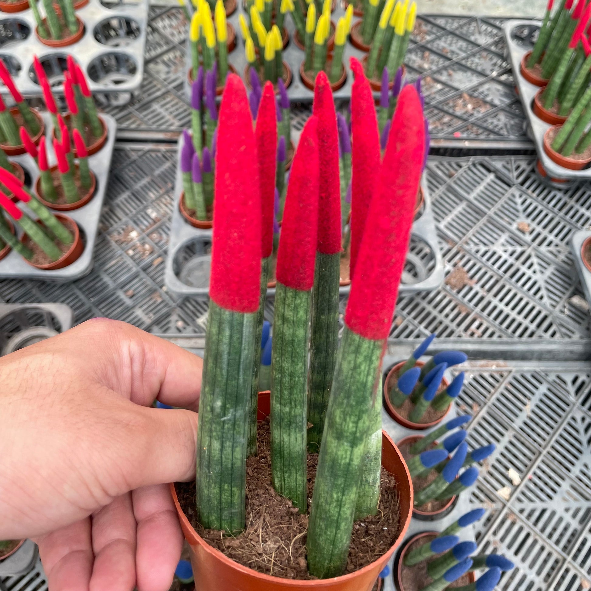 Colored Sansevieria - سانسفيريا ملونة