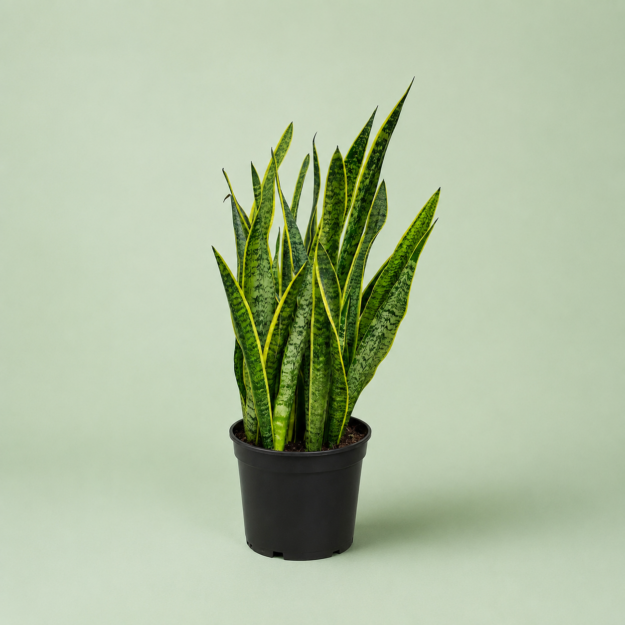 Sansevieria - جلد النمر