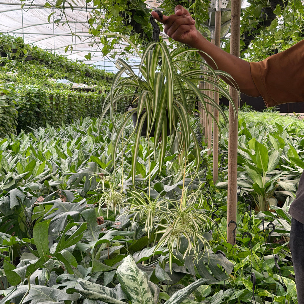 Spider Plant - سبايدر