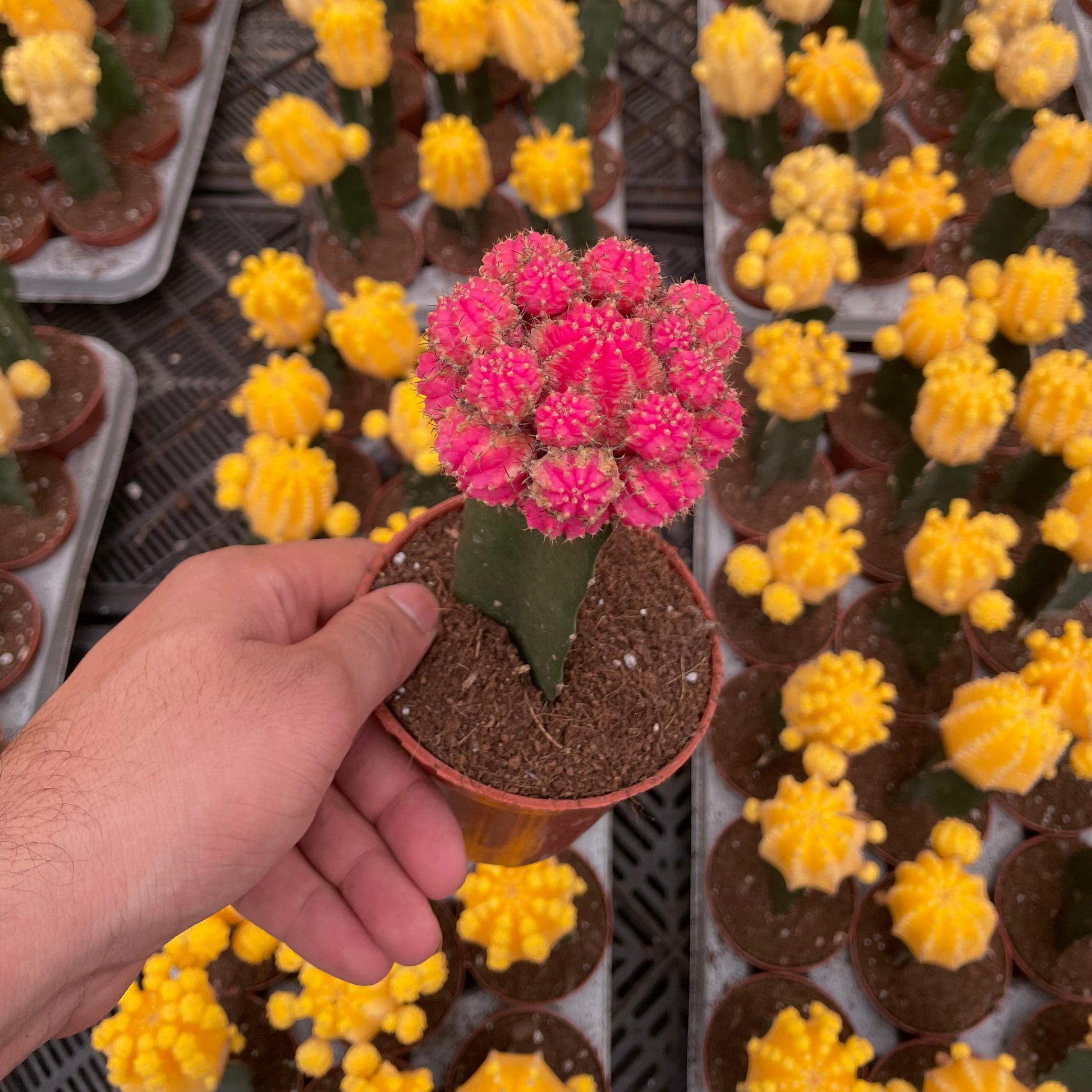 Moon Cactus - صبار مطعوم