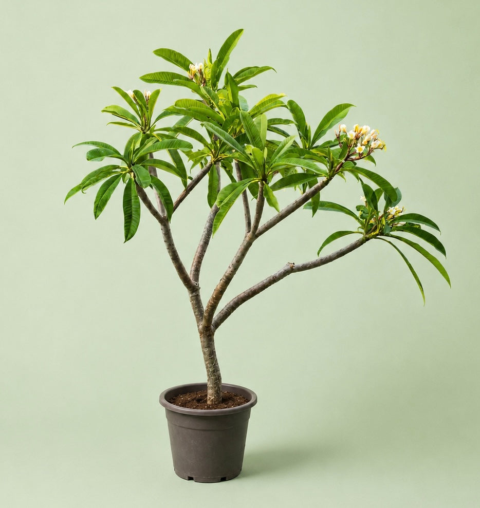 Plumeria - ياسمين هندي