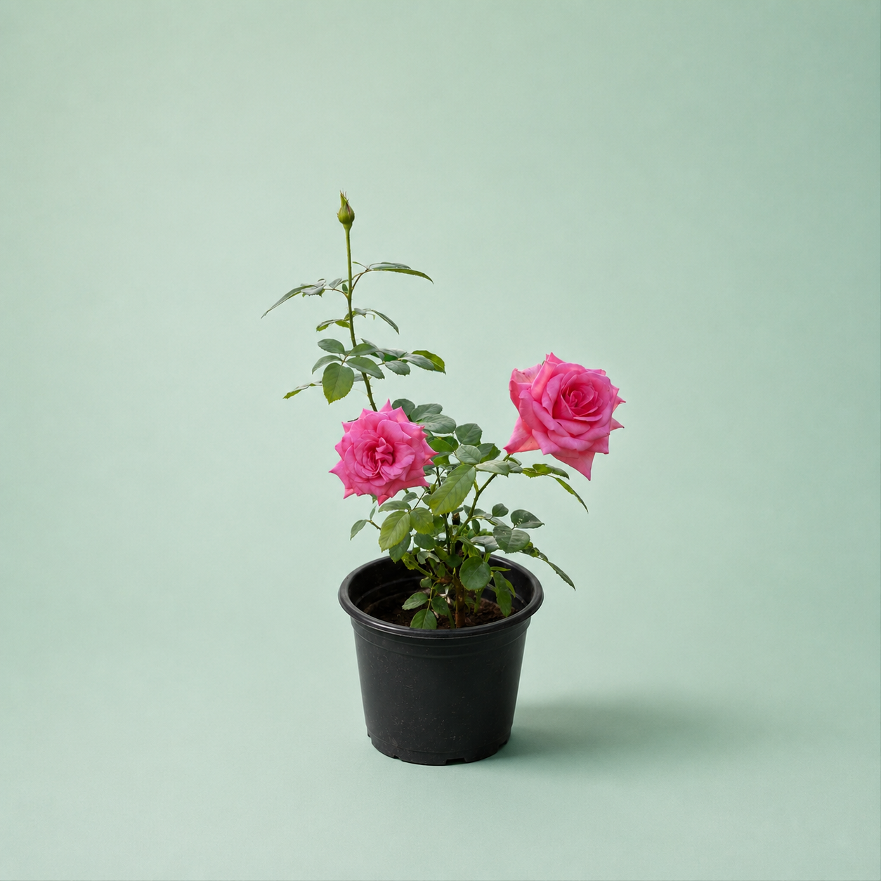 Rosa - ورد بلدي