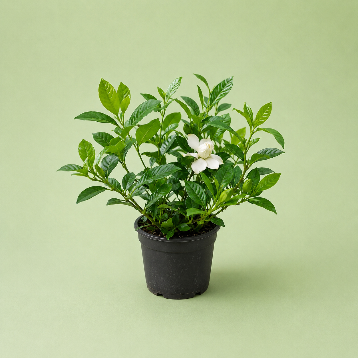 Gardenia - جاردينيا