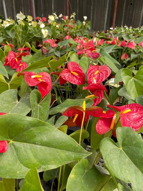 Anthurium - انثوريام
