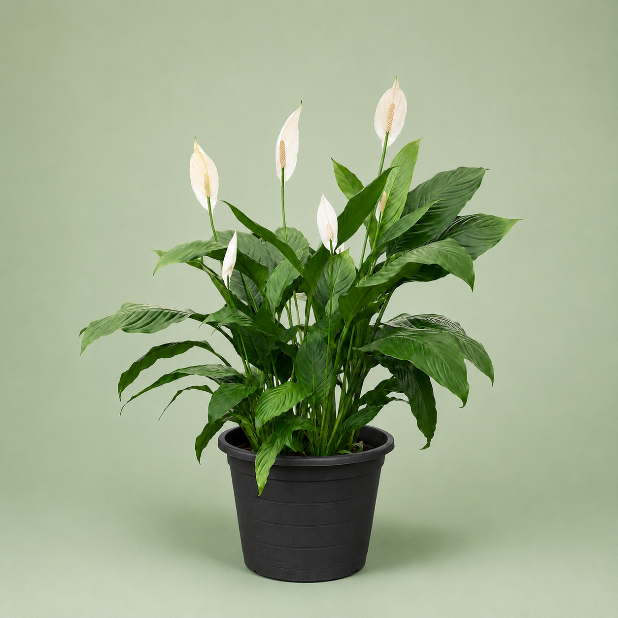 Peace lily - بيس ليلي